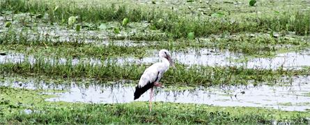 Kolleru Lake